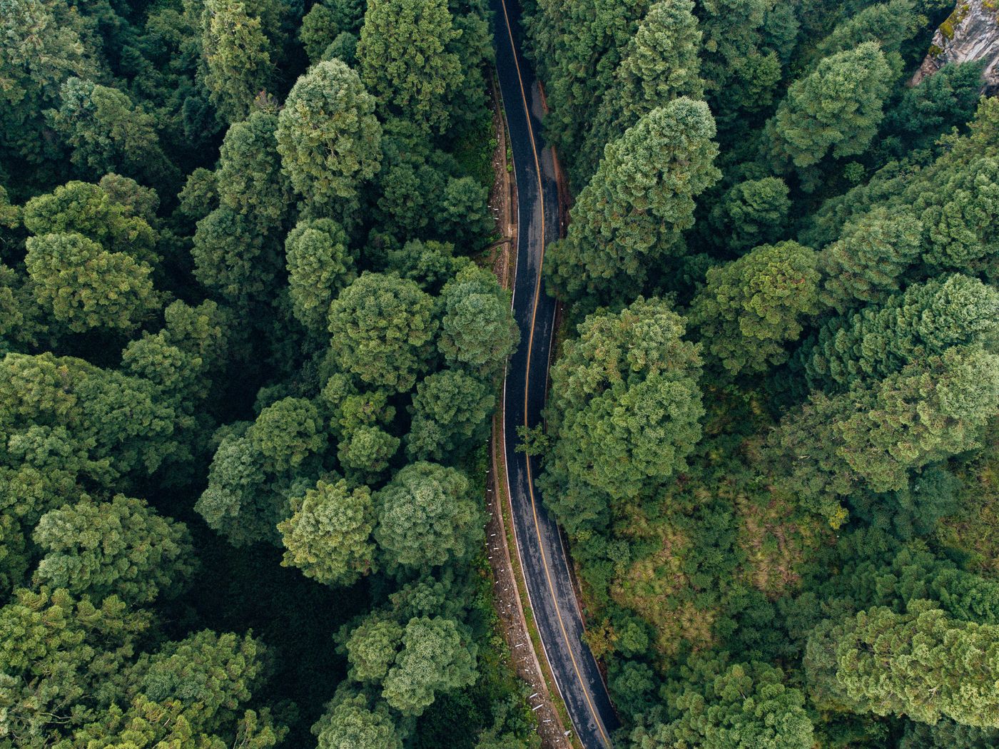 Clear road crossing a managed forest