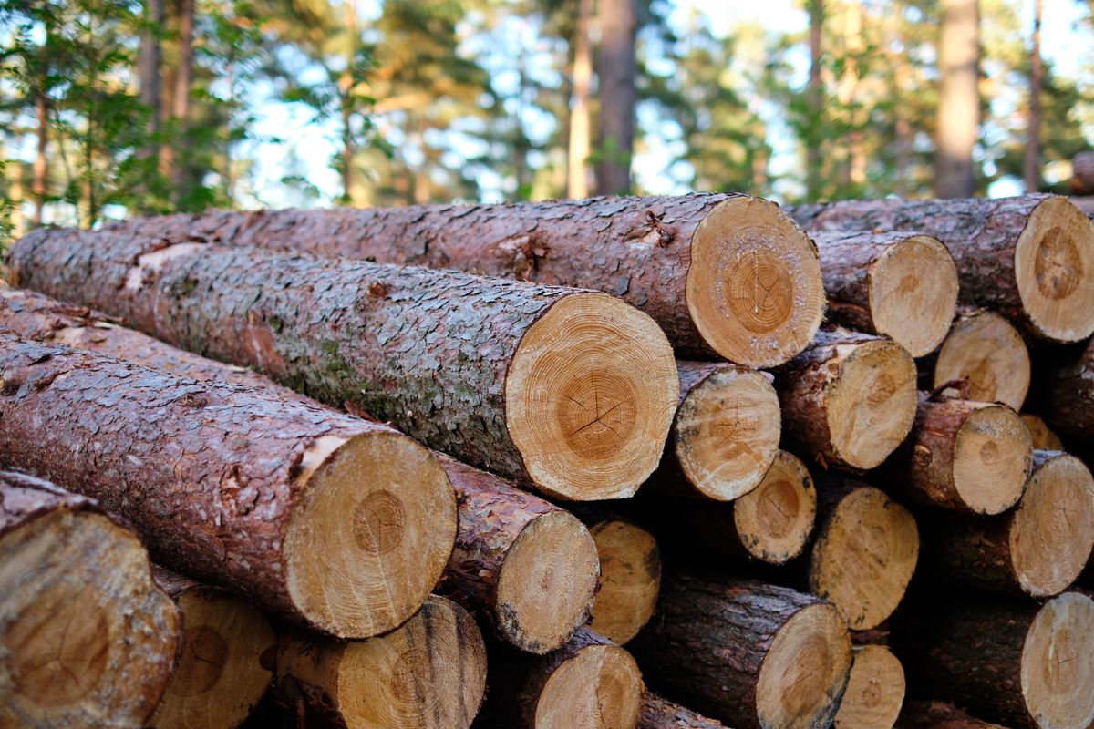 Stacked timber logs at a forest landing