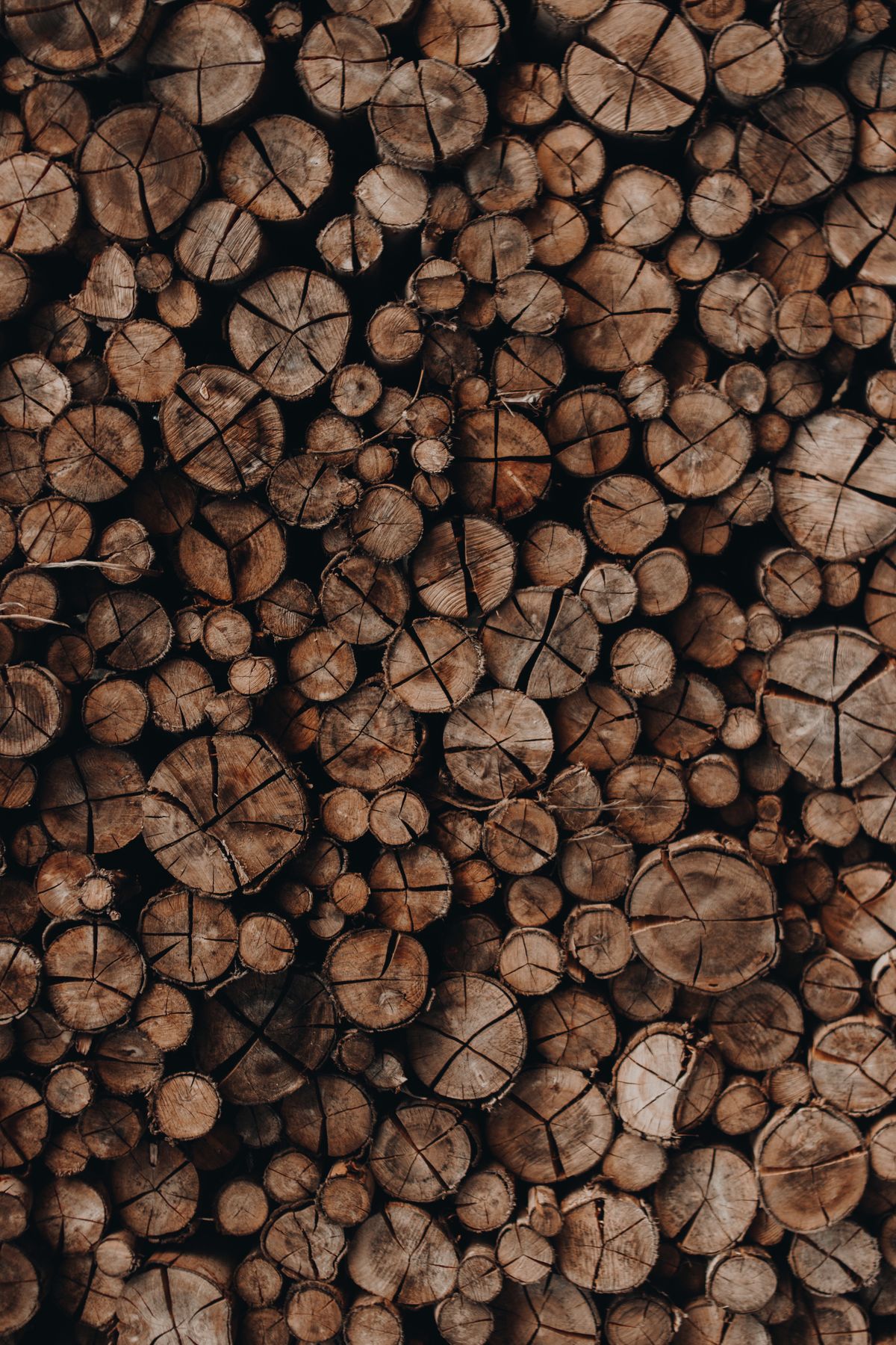 Close view of stacked cut logs