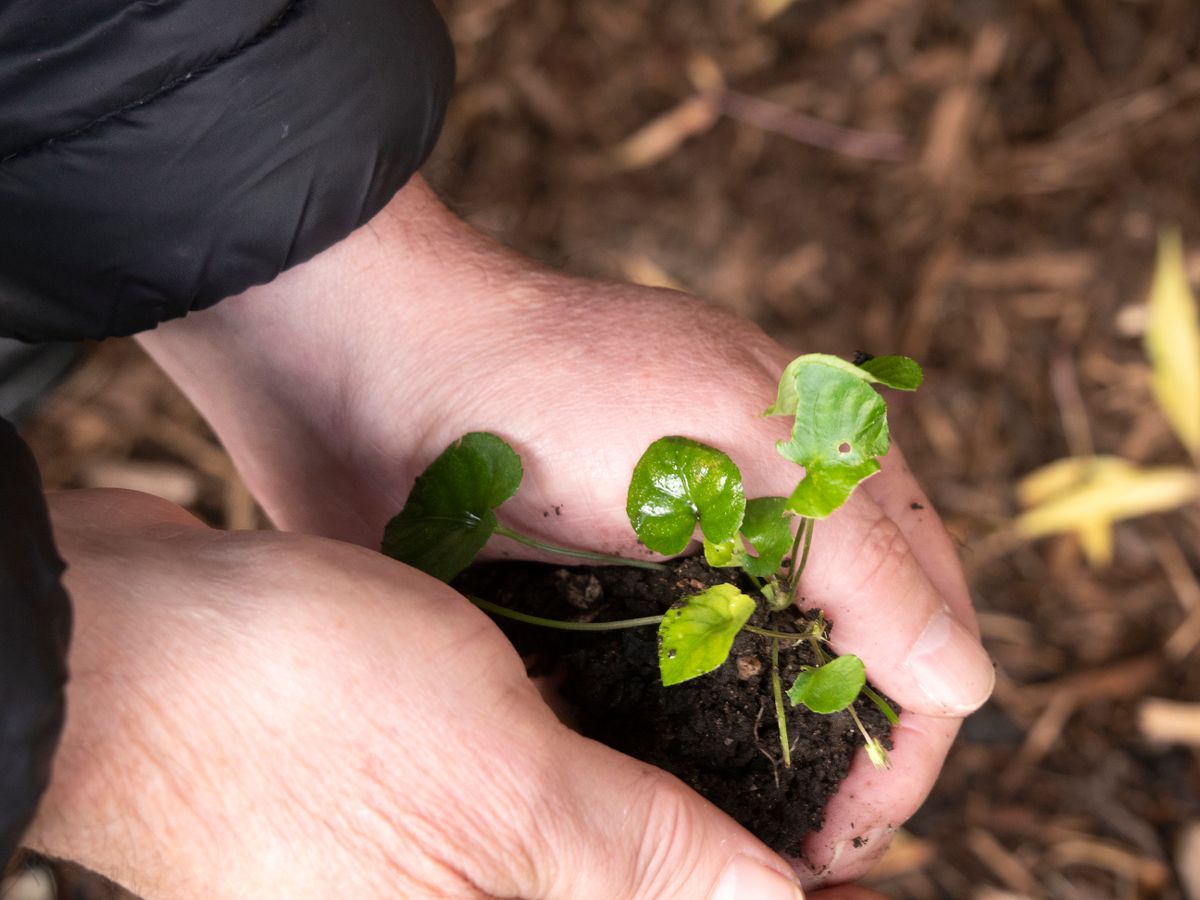 Hands planting a young seedling in soil