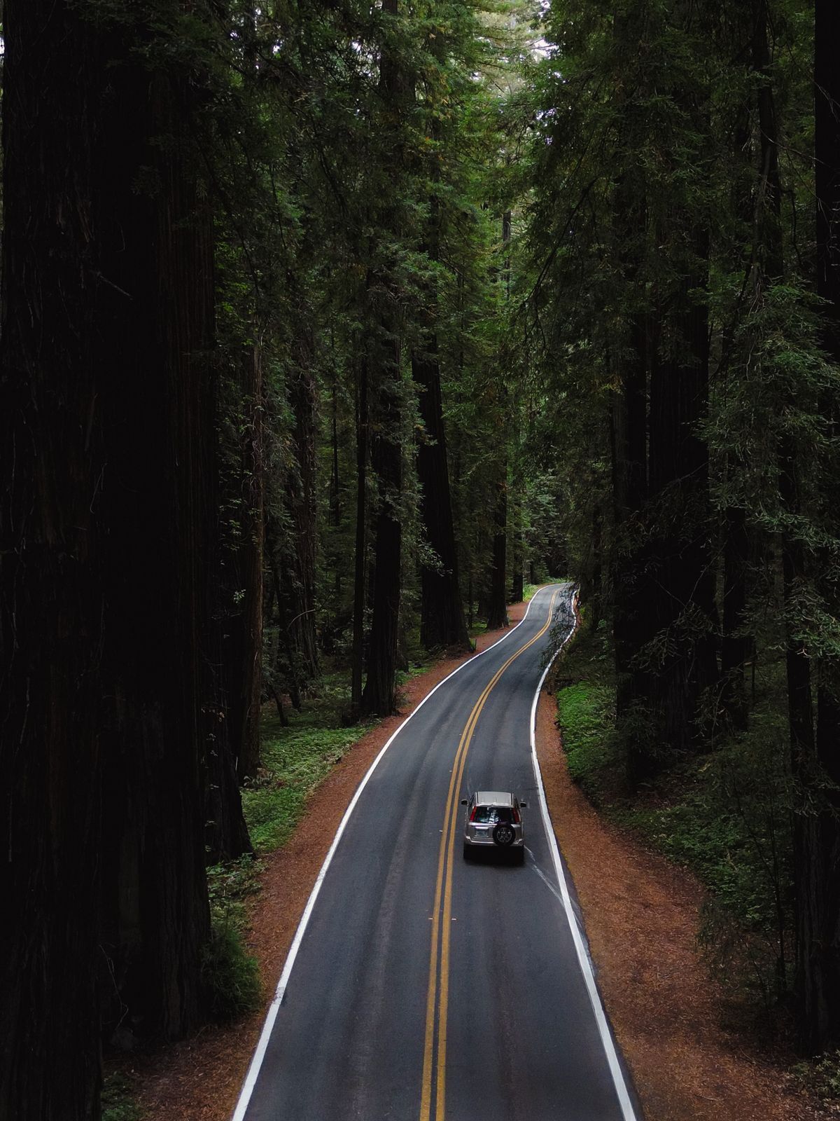 Maintained access line through tall forest