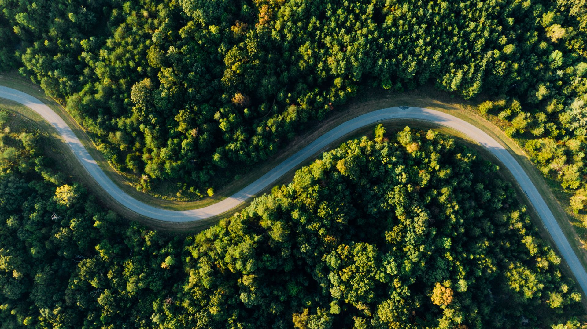 Road winding through a managed forest