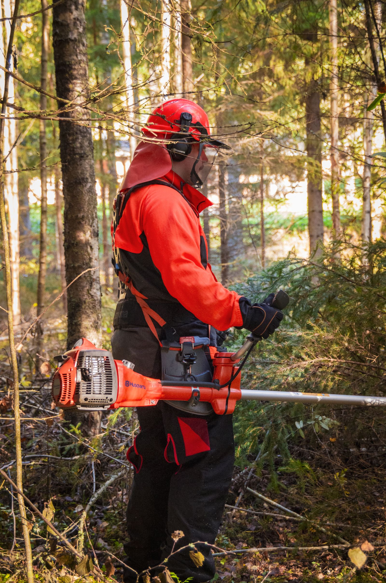 Forestry worker clearing vegetation with a brush cutter