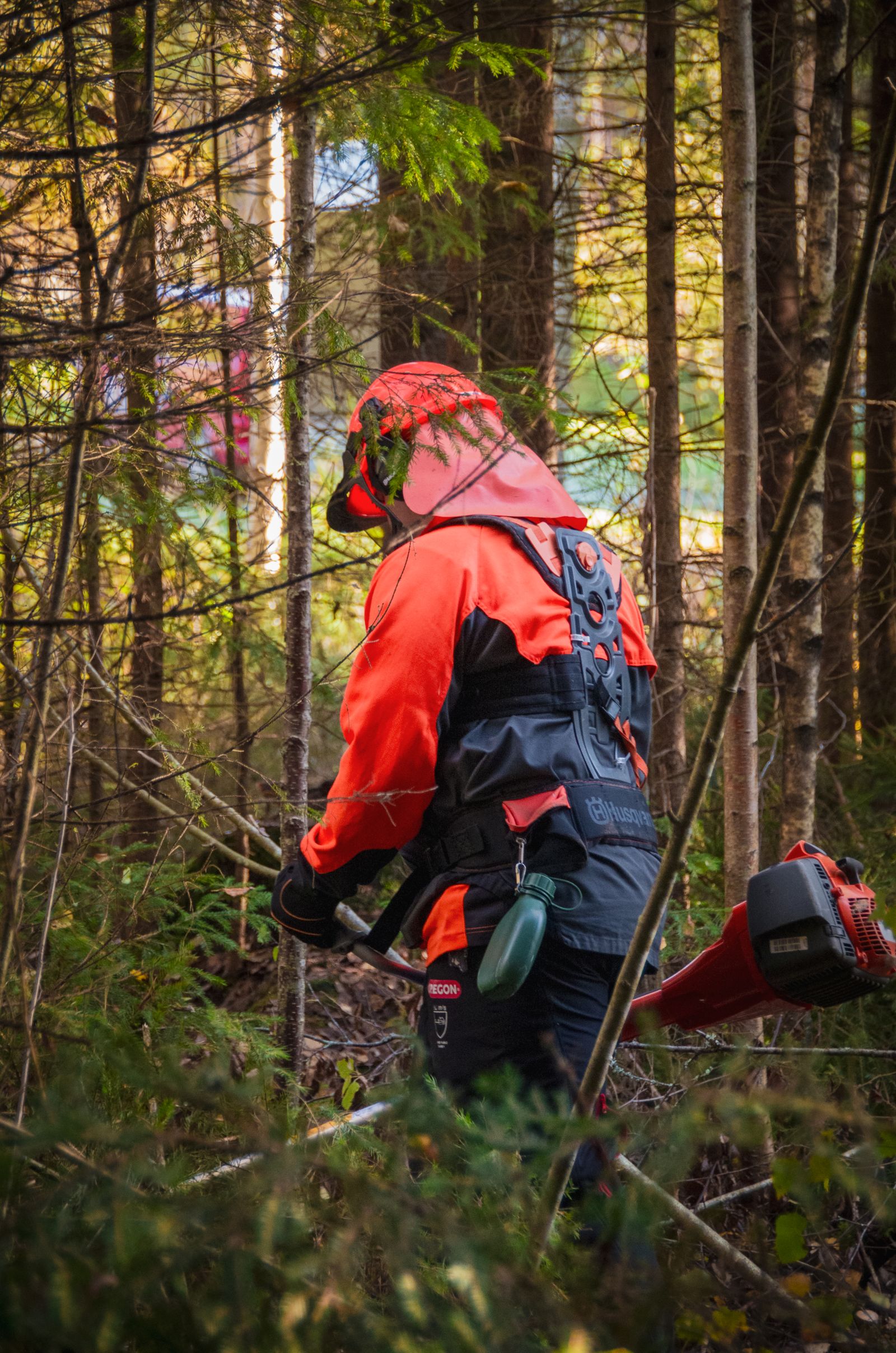 Worker maintaining a young forest stand