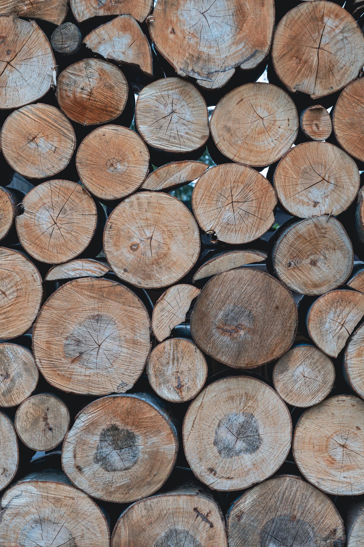 Stack of freshly cut timber logs