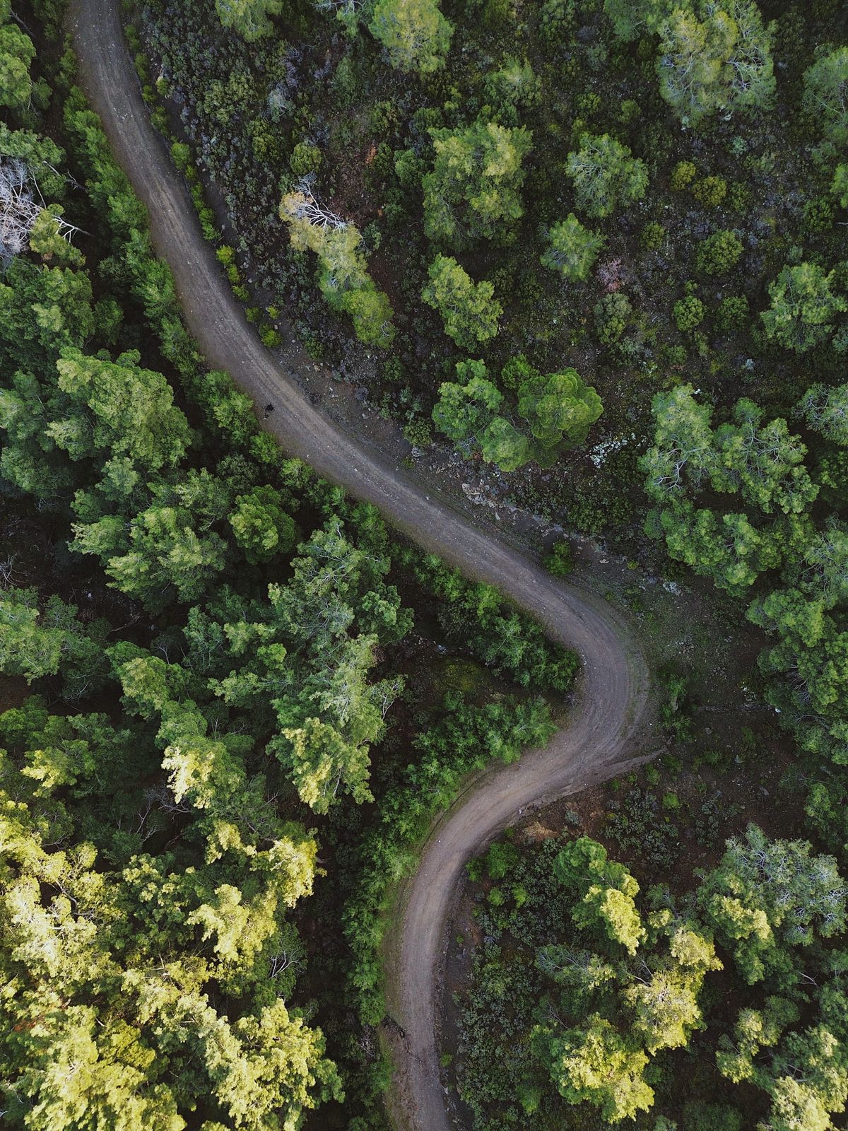 Serpentine forest road seen from above