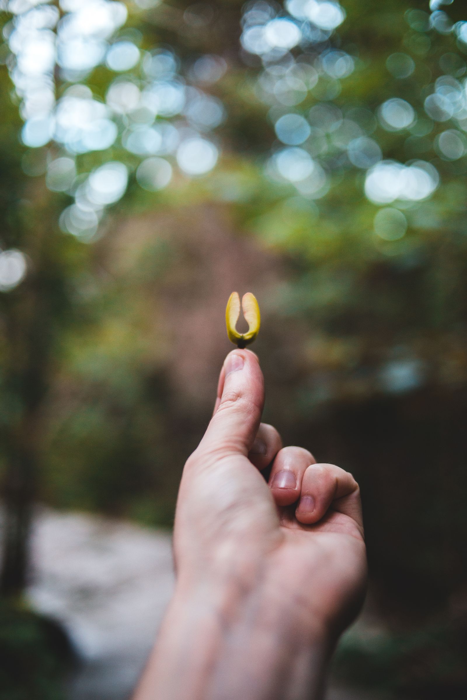 Young tree seedling held in a forest
